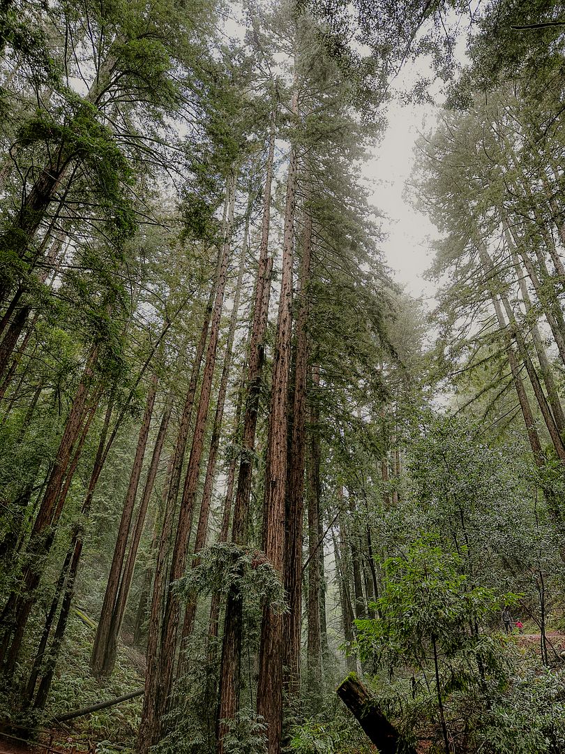 Redwoods of the Oakland hills