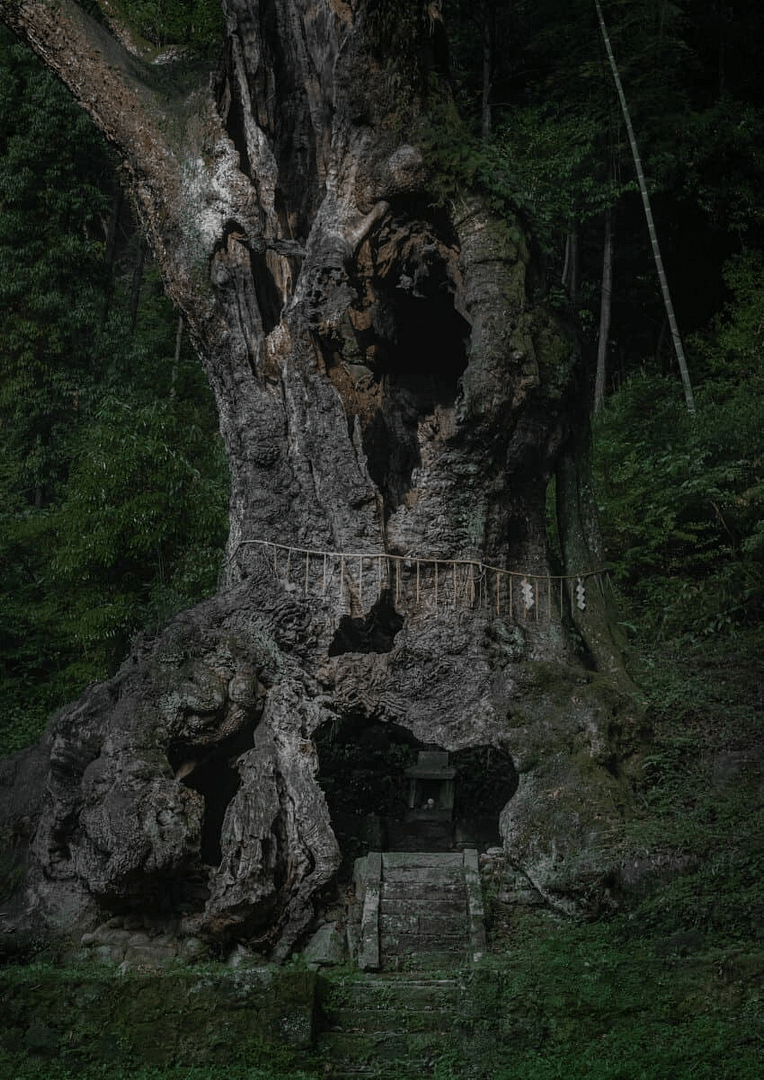 abandoned Japanese tree