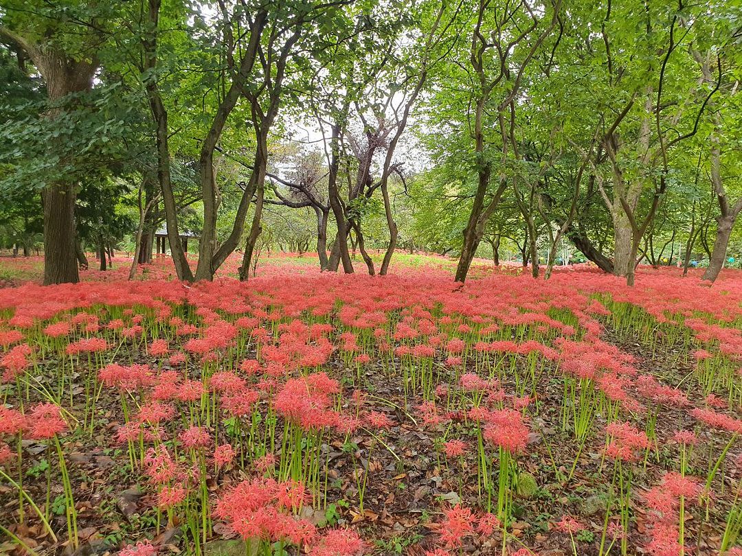 선운사 꽃무릇(상사화)