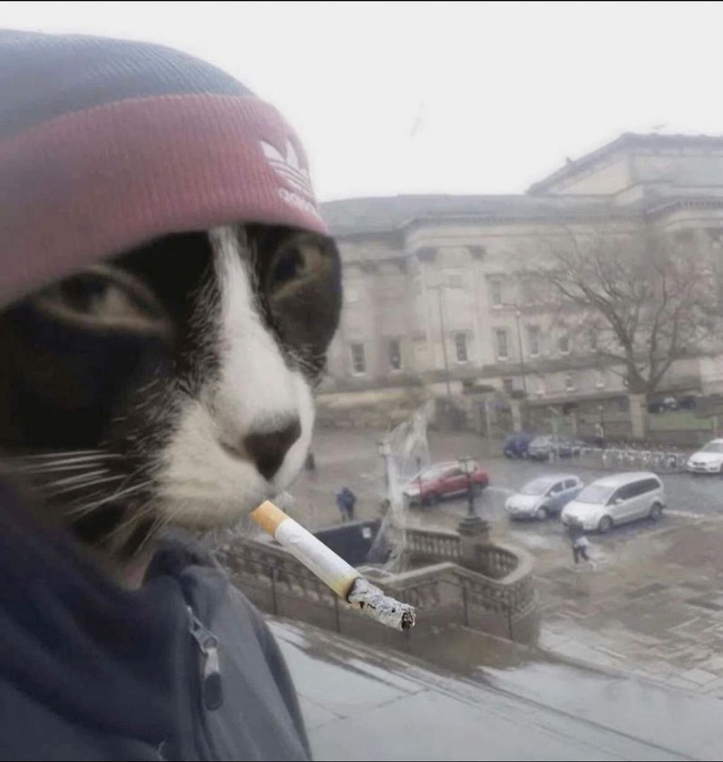 Cat with hat