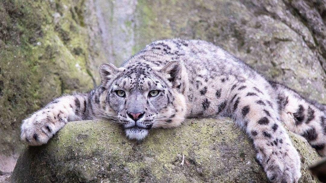 snow leopard