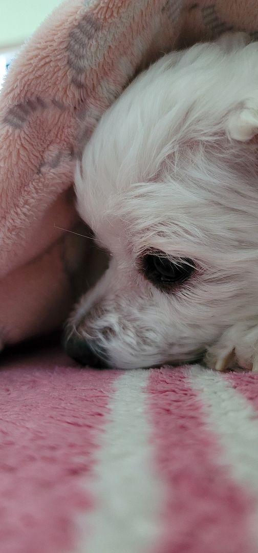 Maltese hedgehog