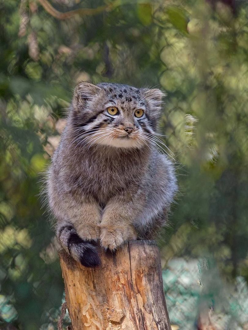 Pallas's cat - a cat with the soul of a tiger