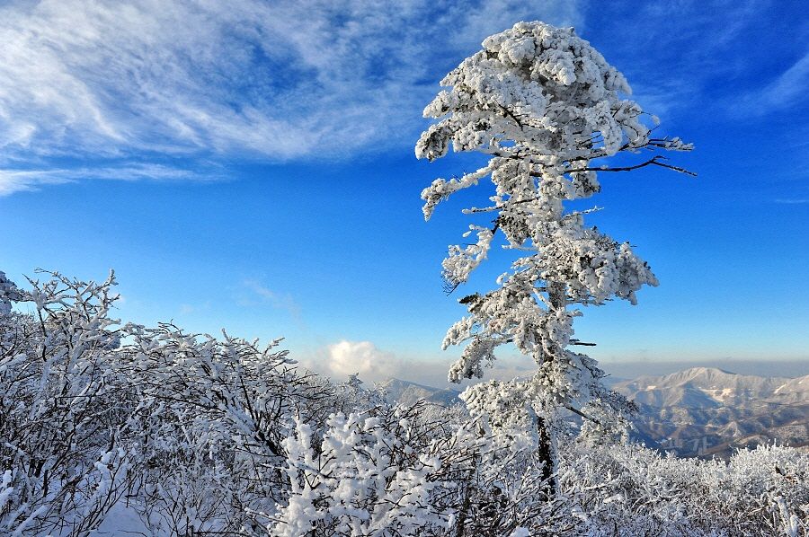 The snow scene of Taebaek Mountain