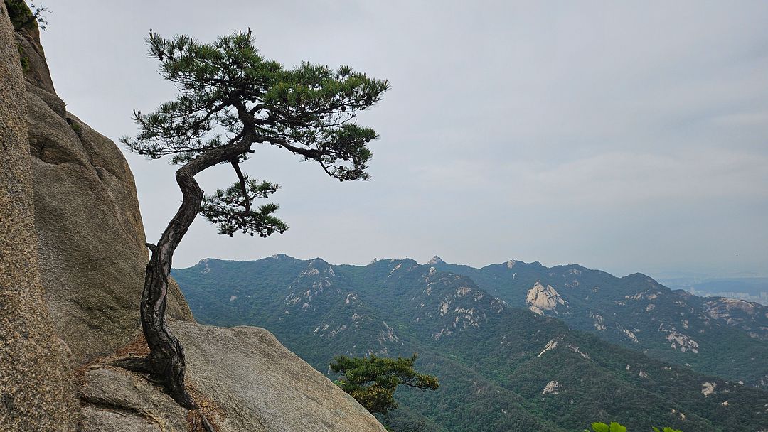 A wonderful pine tree I found at Uisang Ridge!  Bukhansan Mountain 240515 Seoul