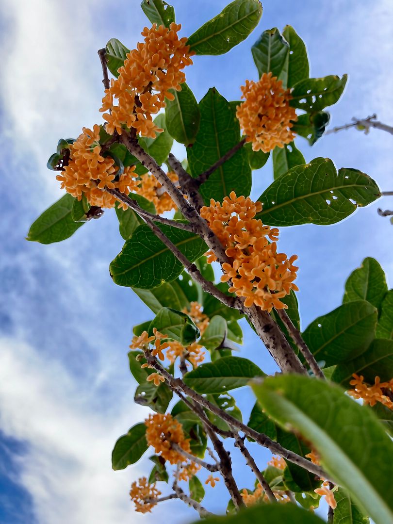 fragrant olive (osmanthus)