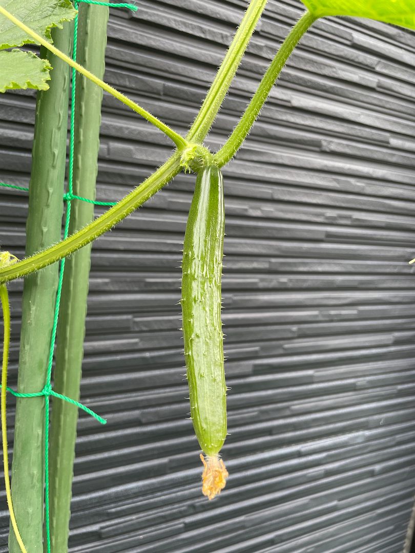 cucumber #3