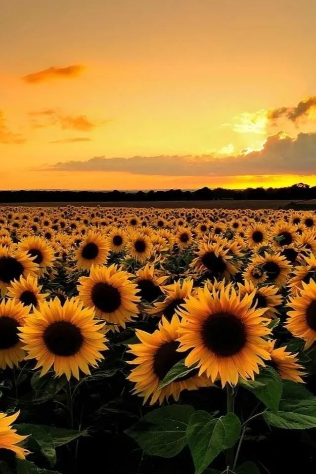 Sunflower Field🌻 🌻