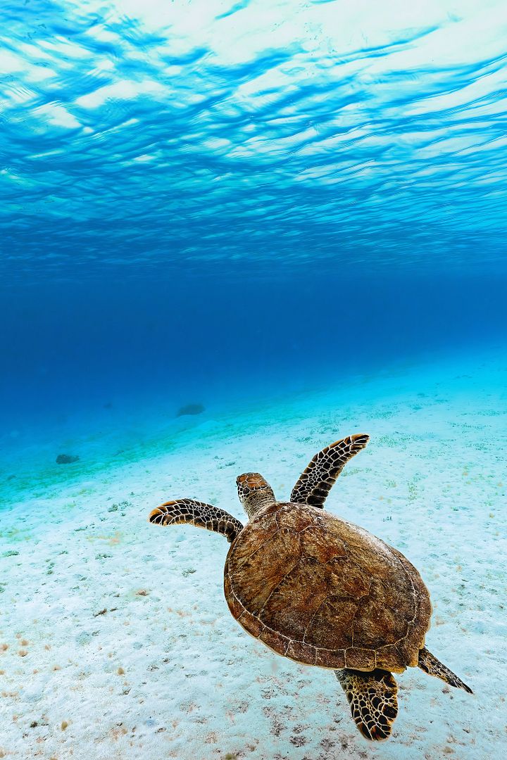 green-sea-turtle