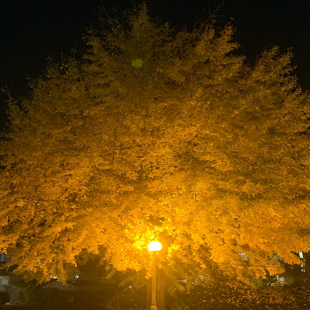 은행나무(Ginkgo)