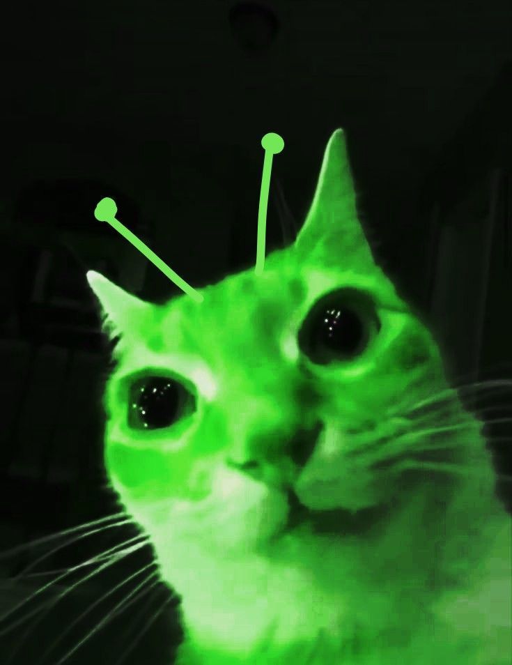 allien cat