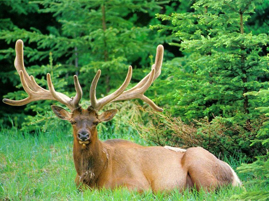 Animals to relax: Red deer