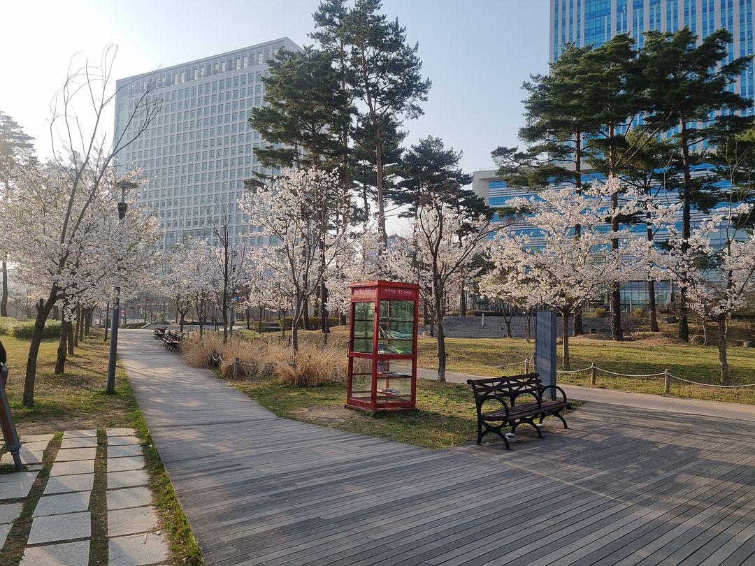 cherry blossoms at suwon9