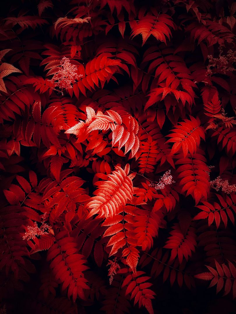 redleaf