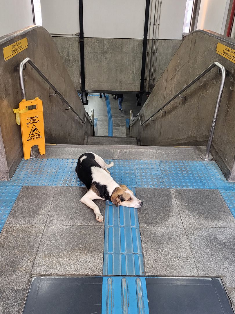 metro-dog