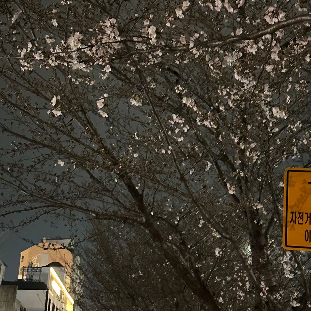 night cherry blossoms