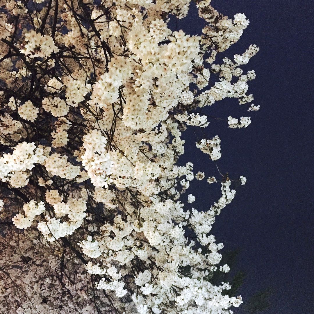 Nightime Cherry Blossom