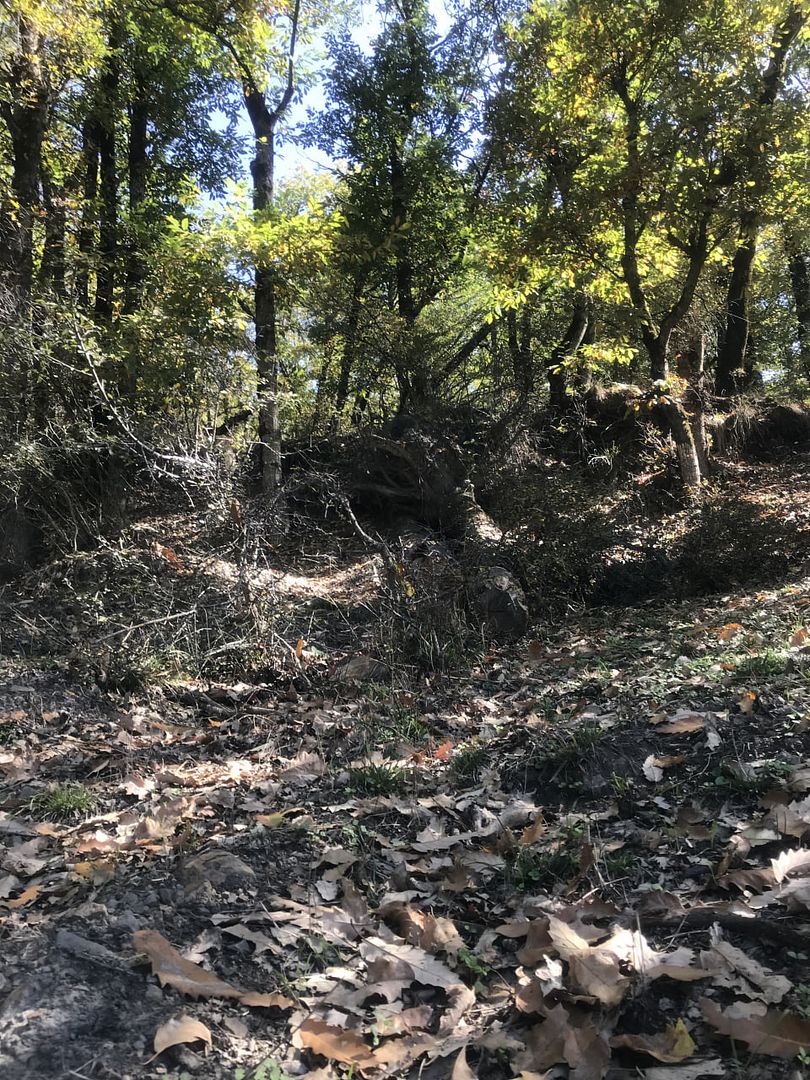 Forest under the sunlight