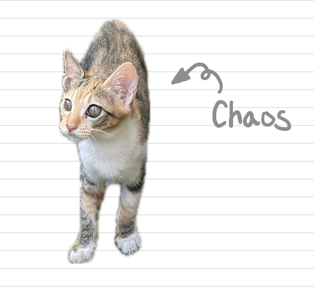 Cat_Chaos_12