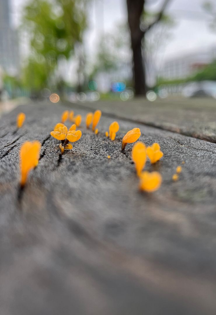 Slime Mold