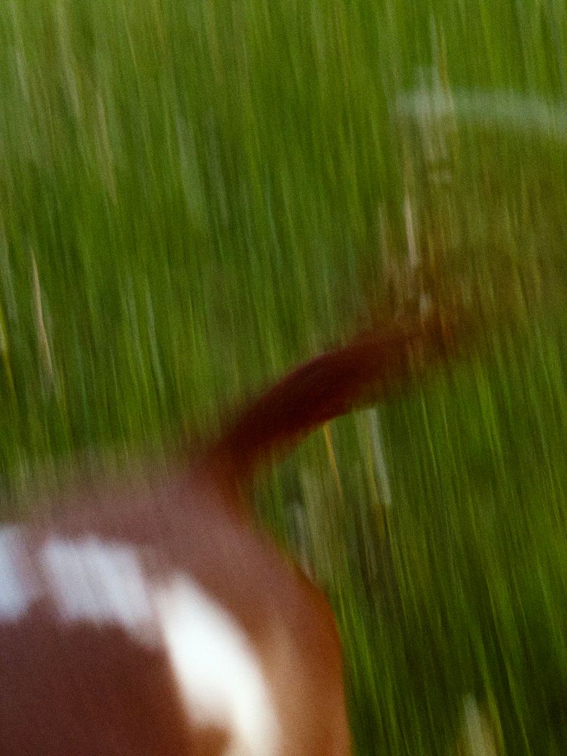 Gatta go fast