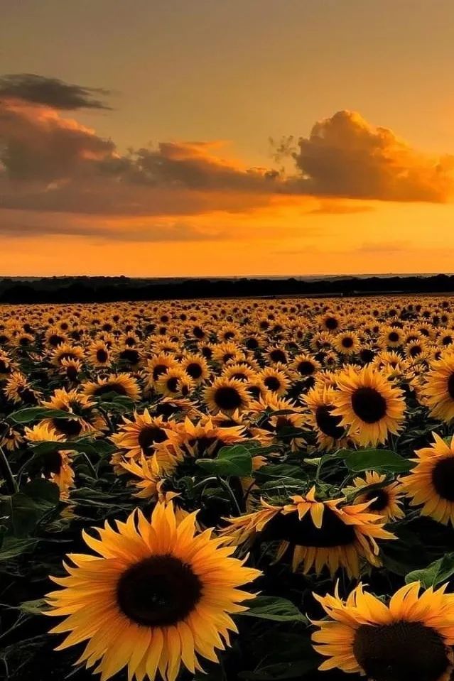 Sunflower Field🌻🌻🌻