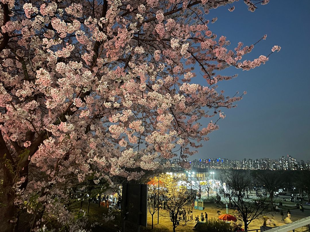 Cherry Blossom in Yeouido