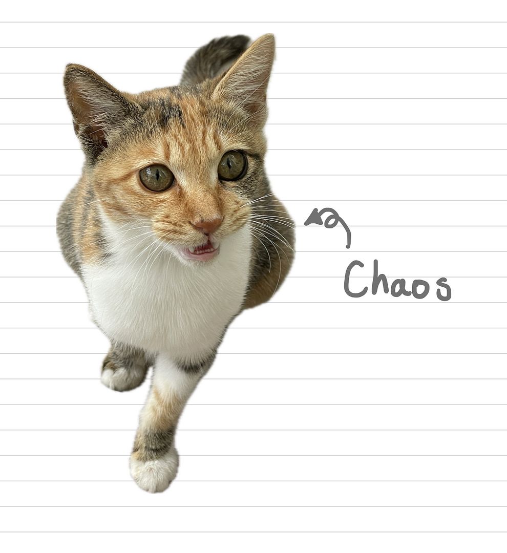 Cat_Chaos_30