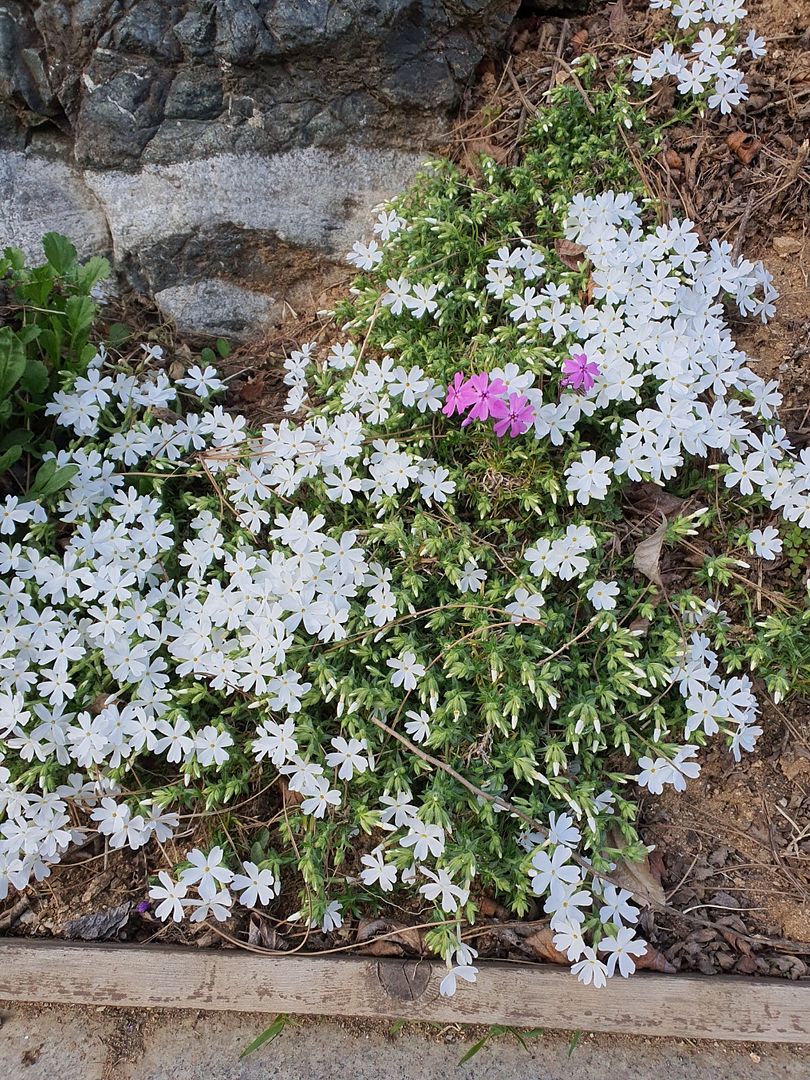 하얀 꽃잔디(Phlox subulata