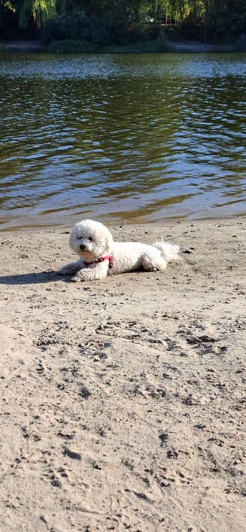 Barney on the beach 🏖