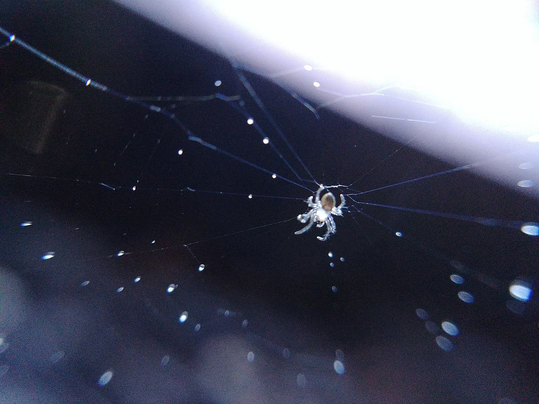 Glass Spider