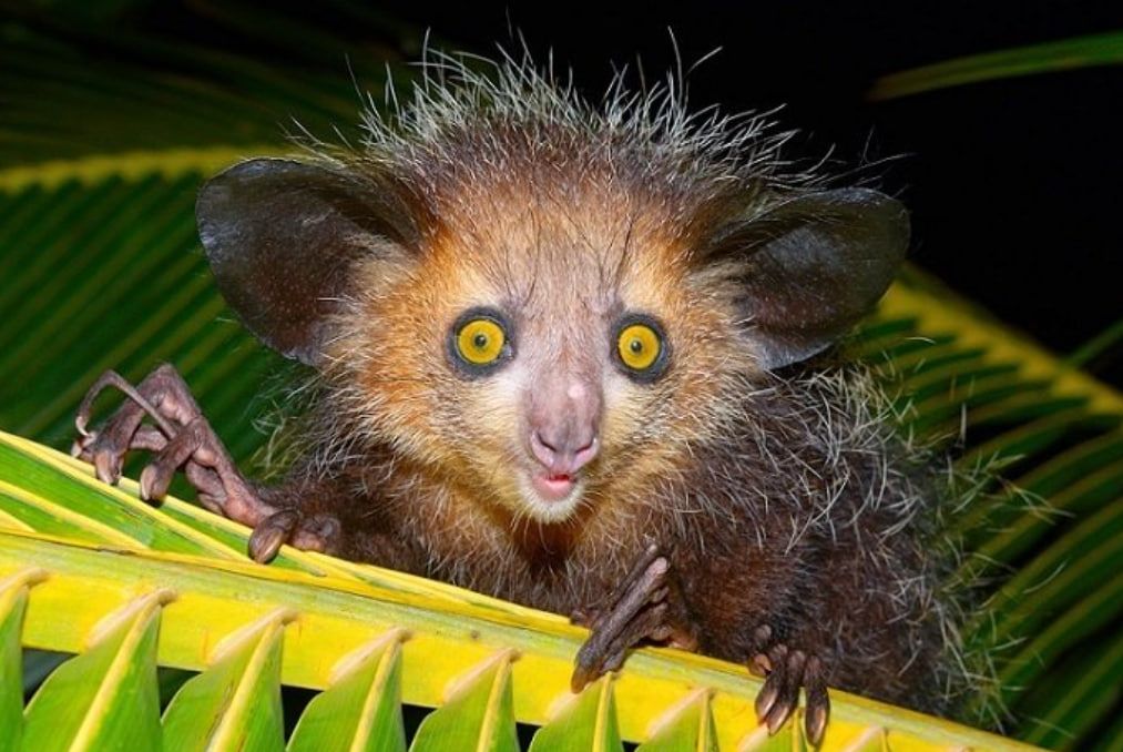 aye-aye