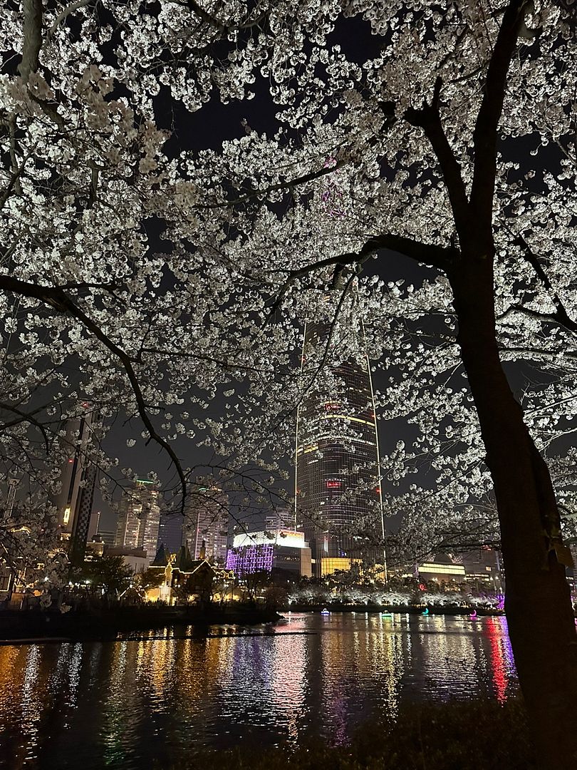 night sakura