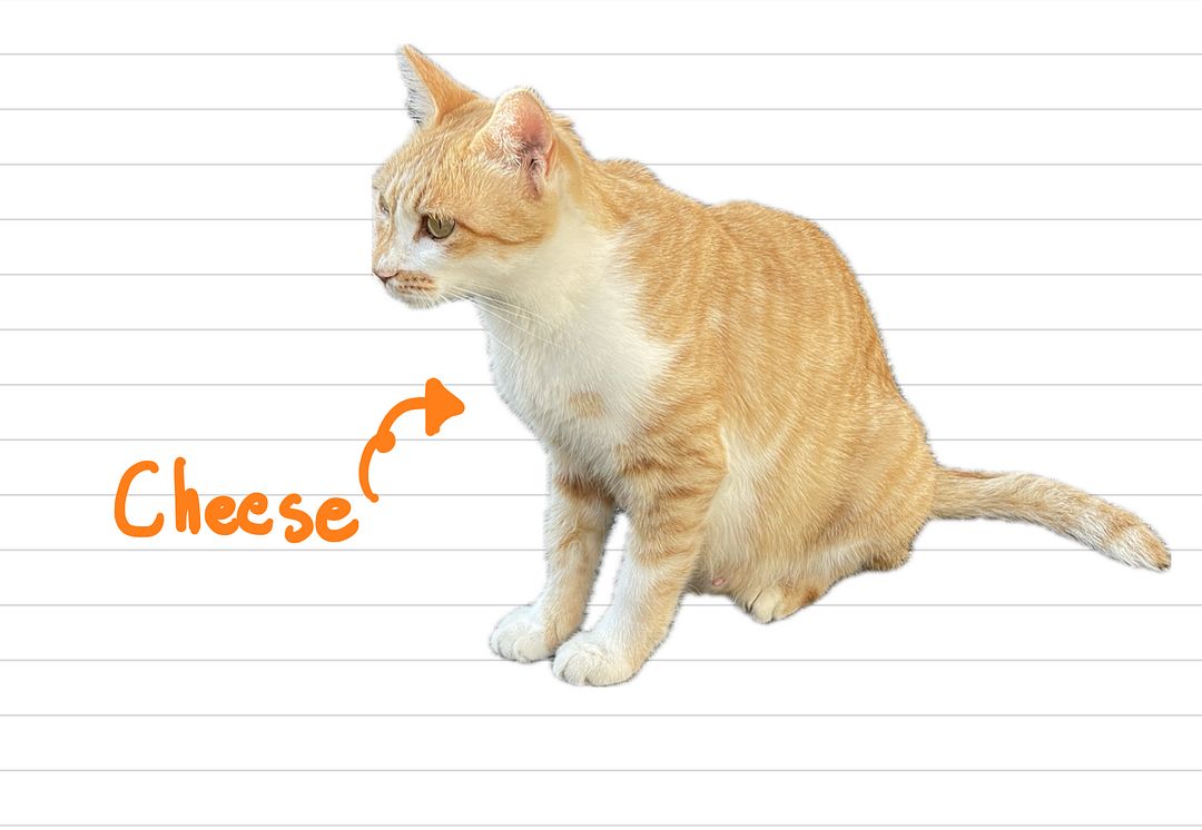 Cat_Cheese_36