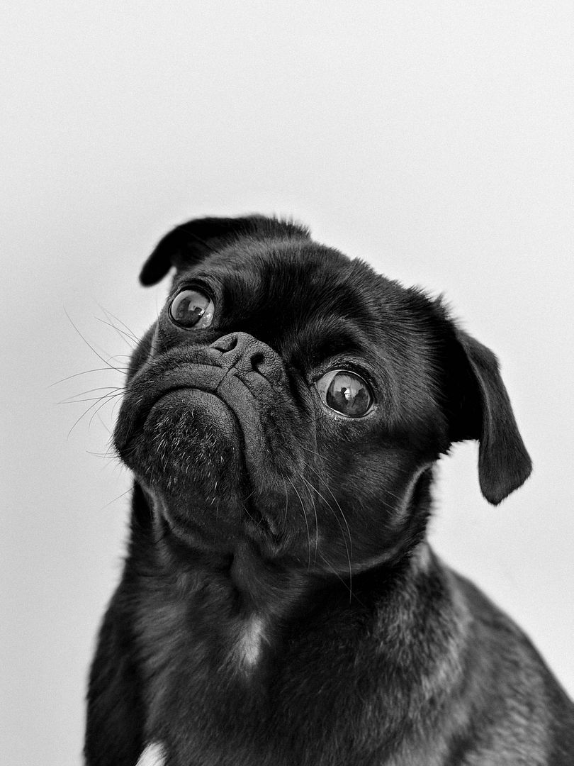 pug