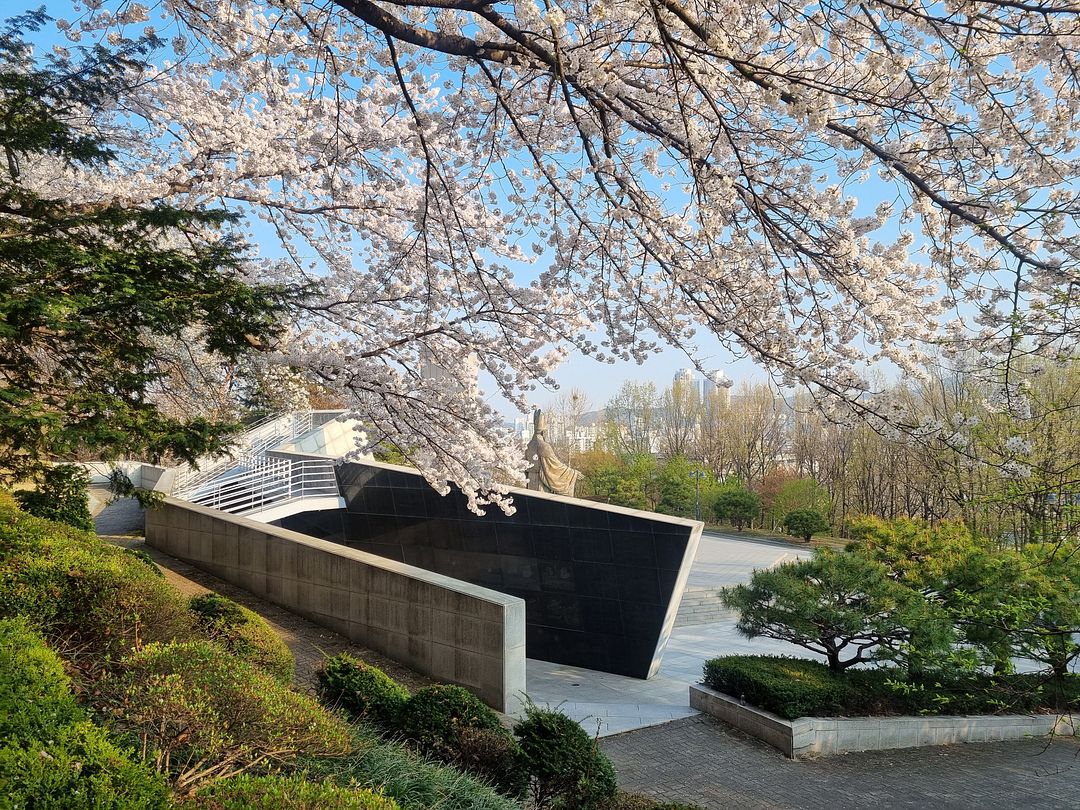 cherry blossoms at suwon6