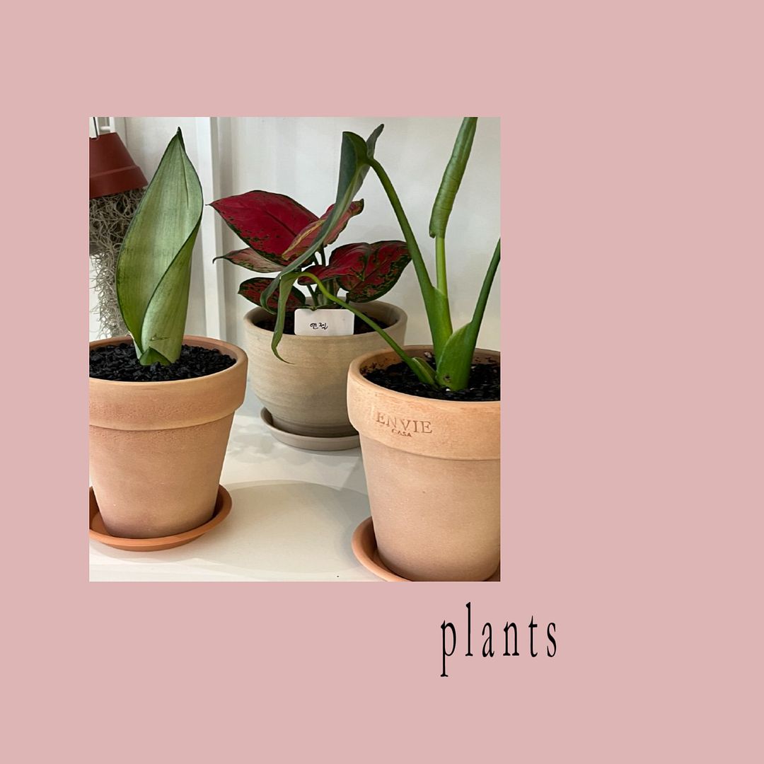 plants