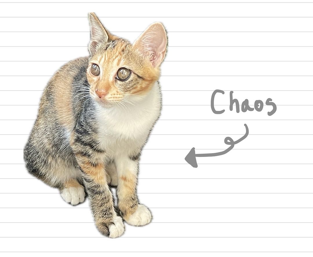 Cat_Chaos_17