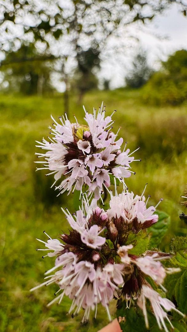 Forest Flower