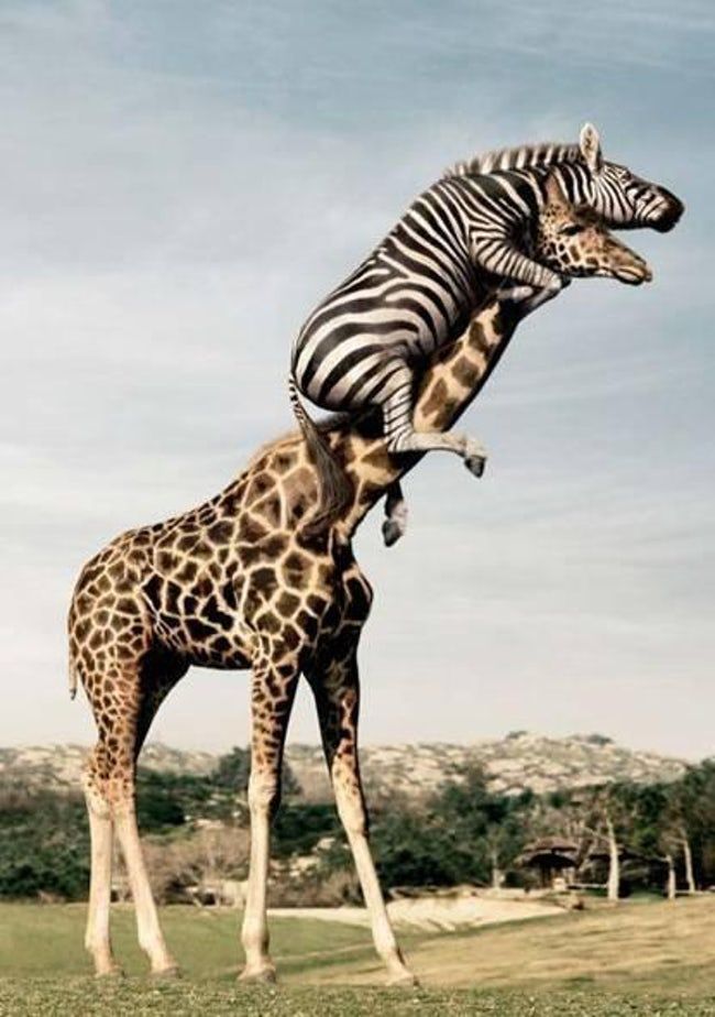 The 12 Greatest Pictures Of Animals Riding Other Animals