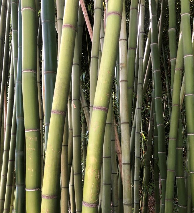 Bamboo