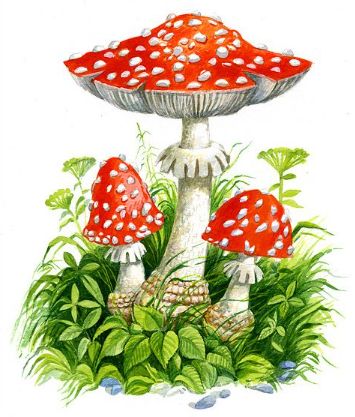 Family of regen fly agarics