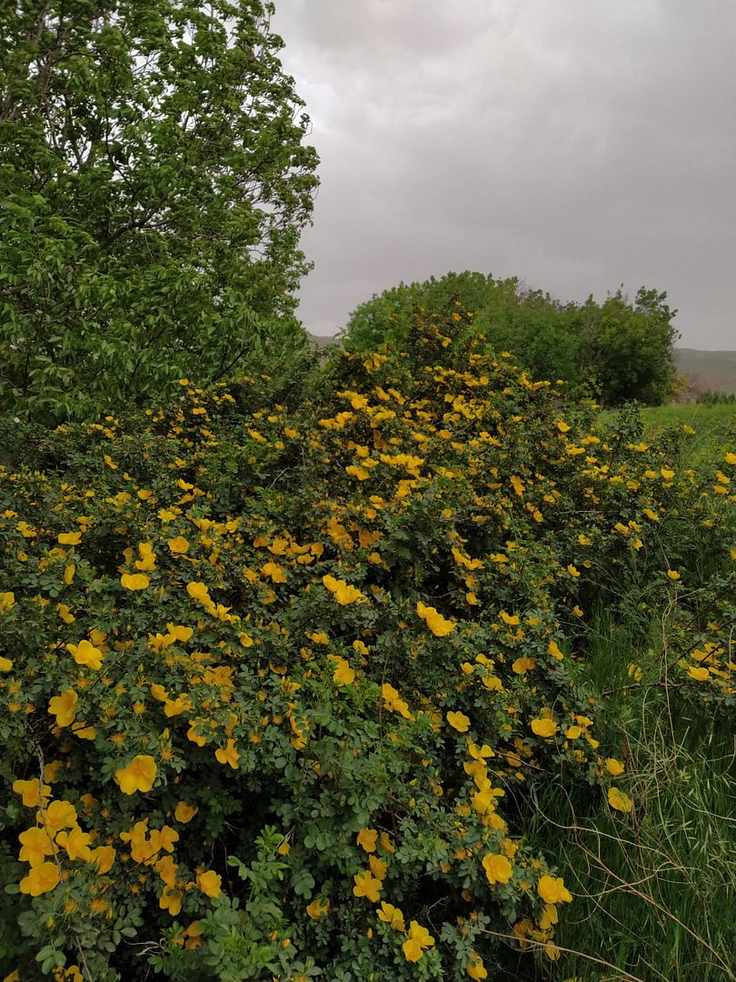 yellow flowers