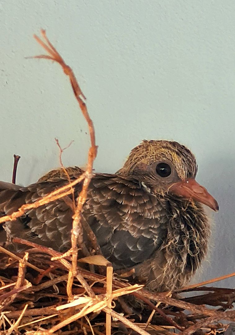 baby pigeon