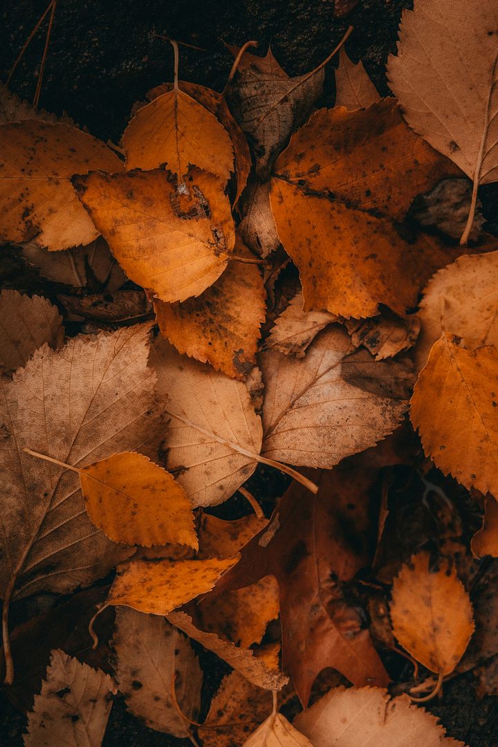 Leaves in detail