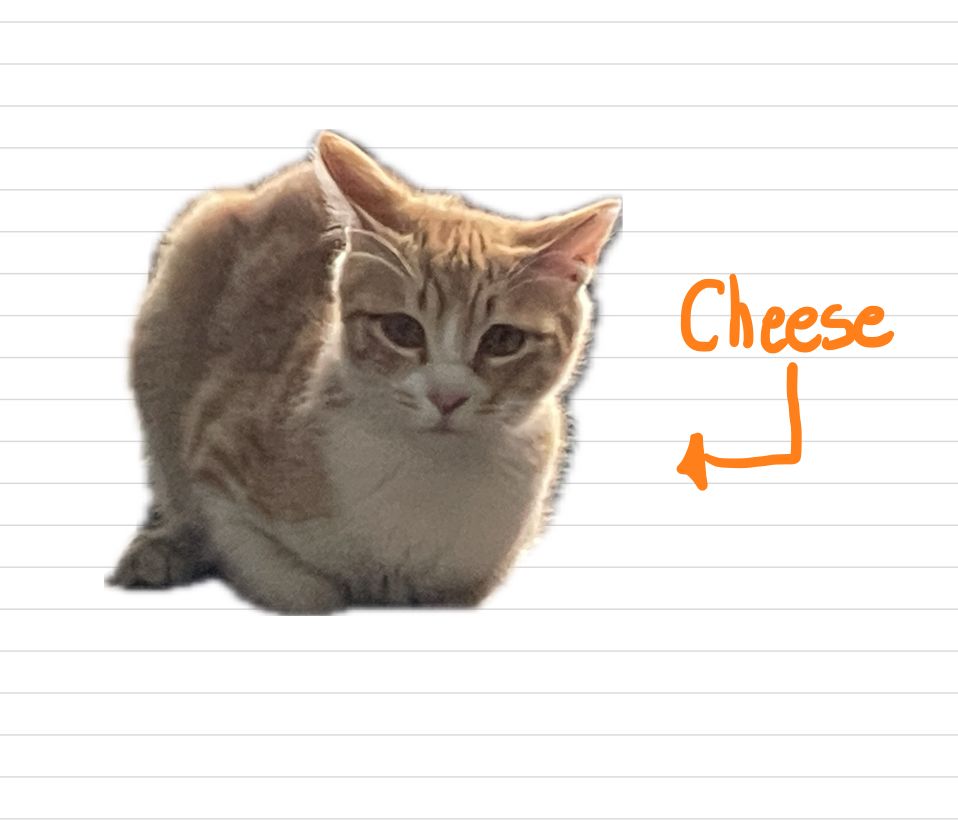 Cat_cheese_13