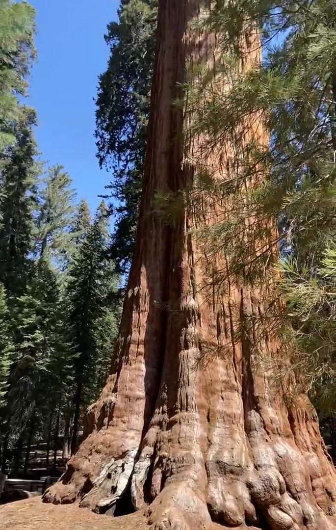 General Sherman - the biggest tree in the world