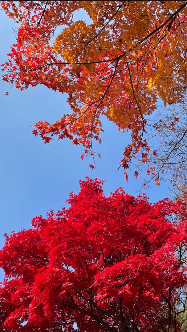 Maple story in Daegu