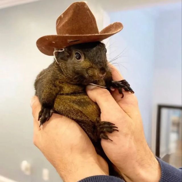 Bring Peanut The Squirrel Home