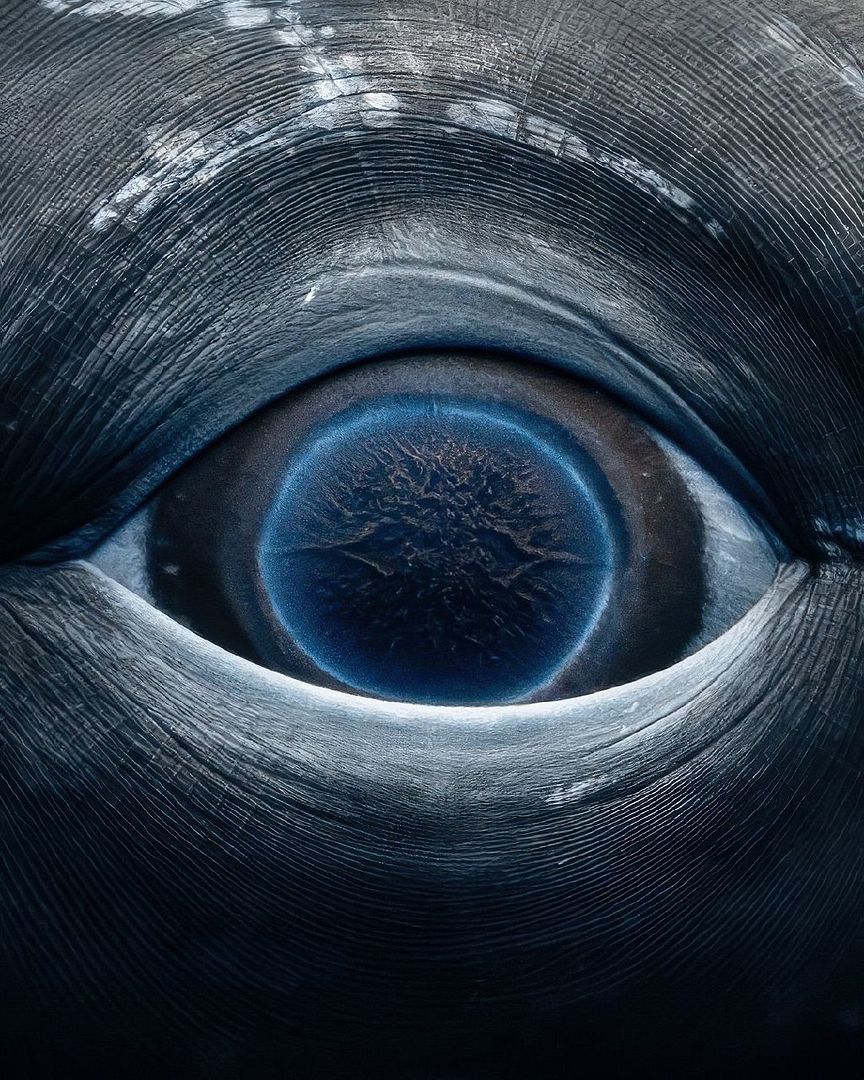 Whale Eye